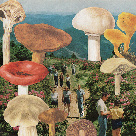 Collage Forage